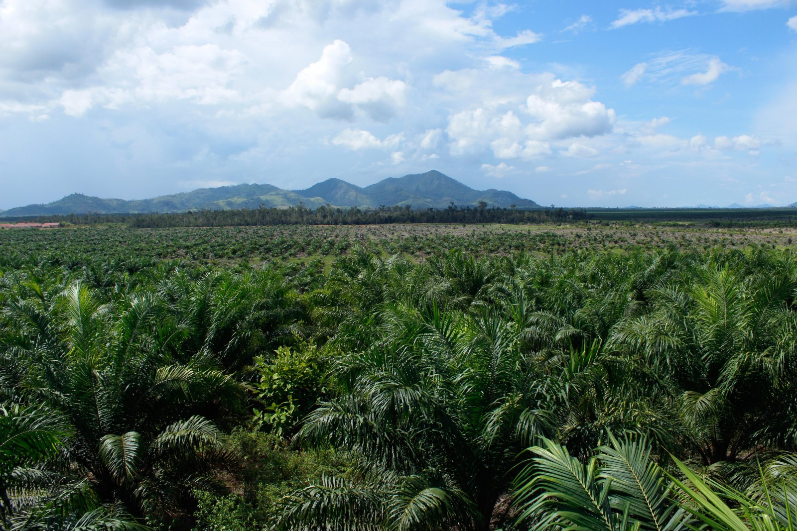 Palmöl: Offener Brief an den Bundesrat